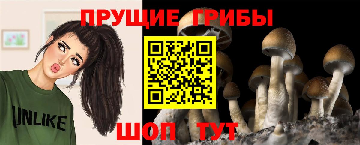Псилоцибиновые грибы Cubensis Азов
